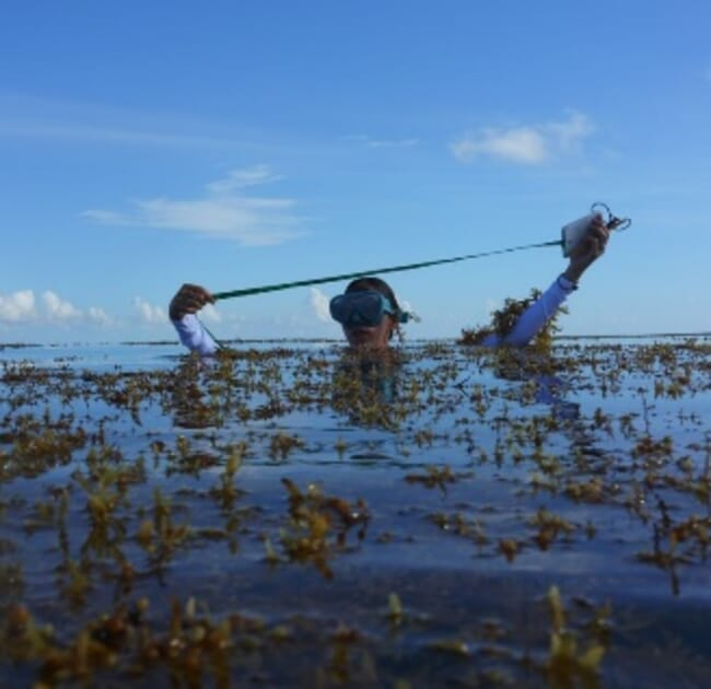 a diver holding up some seaweed