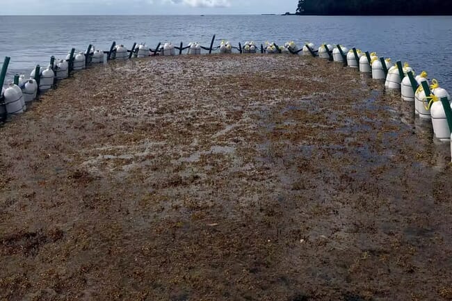 a novel seaweed farm