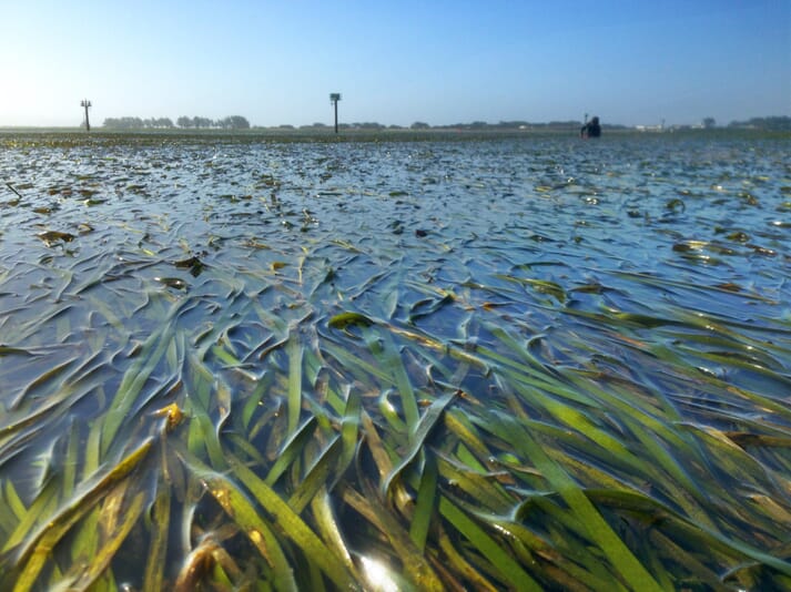 How seagrass meadows can buffer ocean acidification | The Fish Site