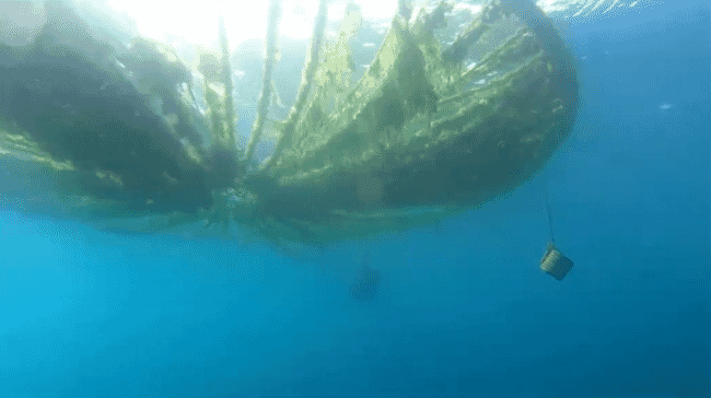 submerged circular seaweed platform