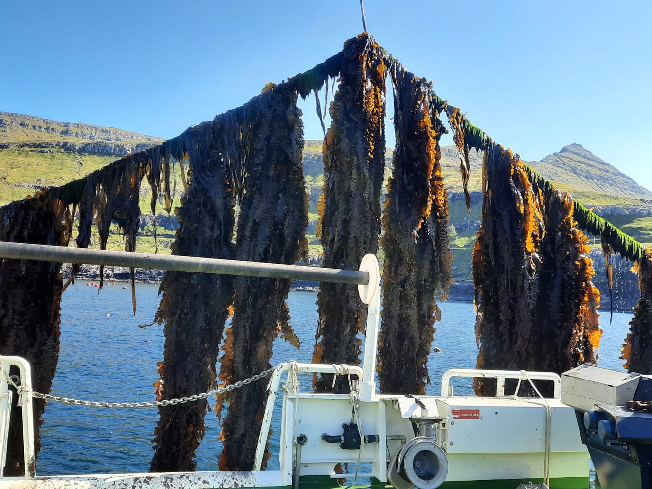 seaweed growing on a rope