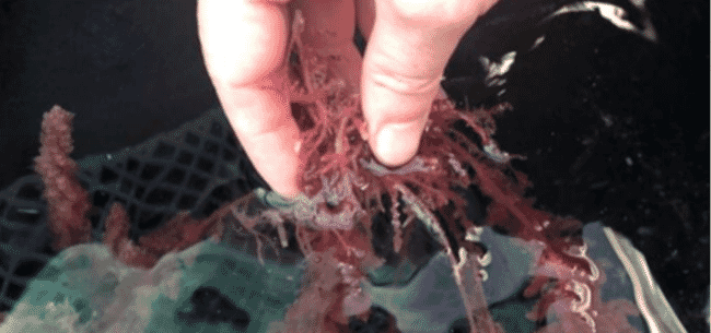 a hand holding some red seaweed