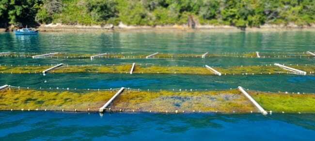 A seaweed farm.