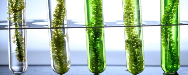 seaweed in test tubes