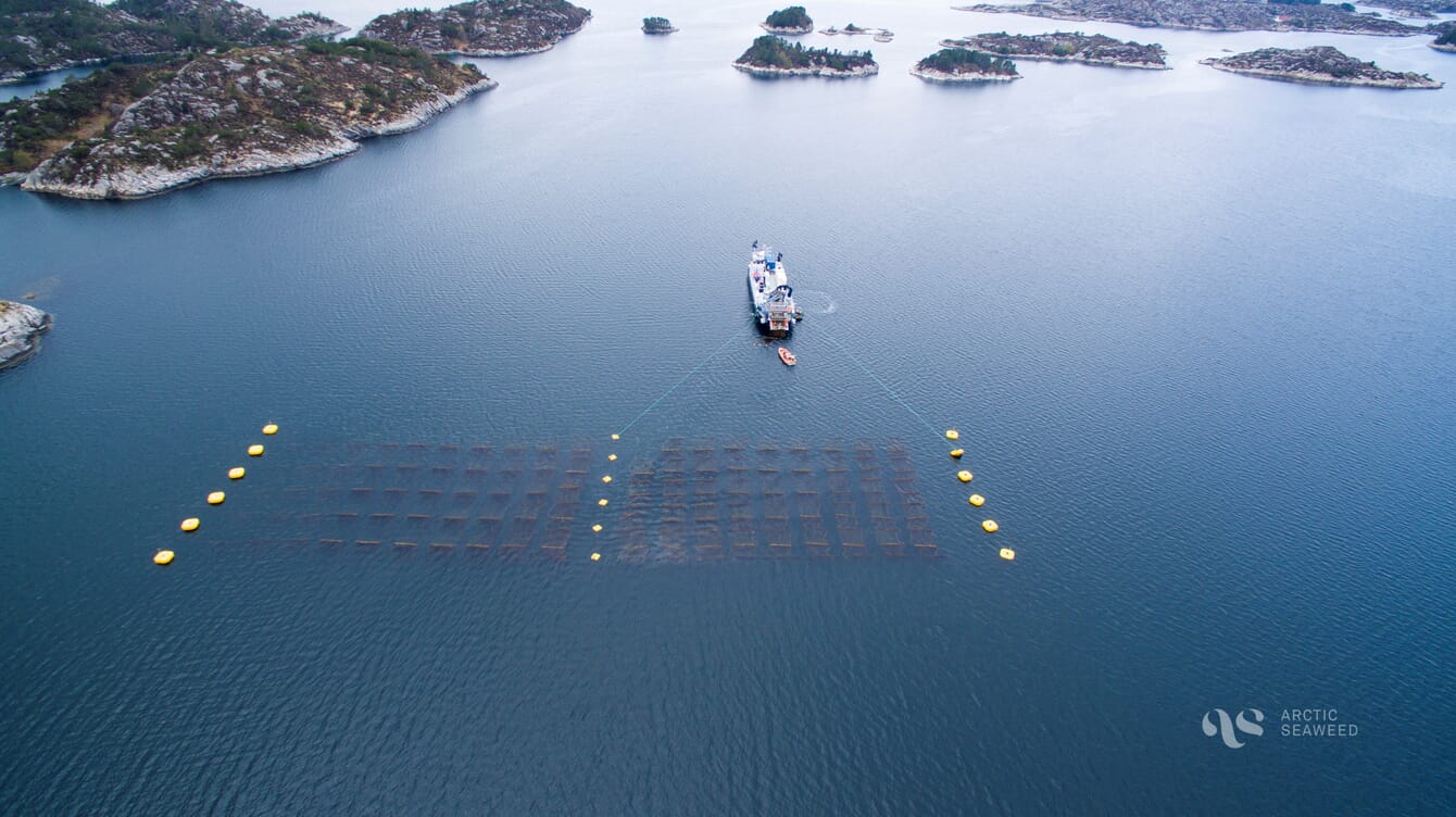 Aerial view of a seaweed farm.