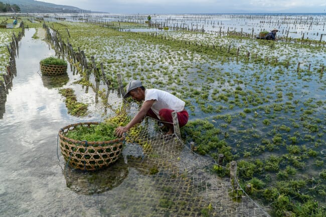 Homem colhendo algas marinhas