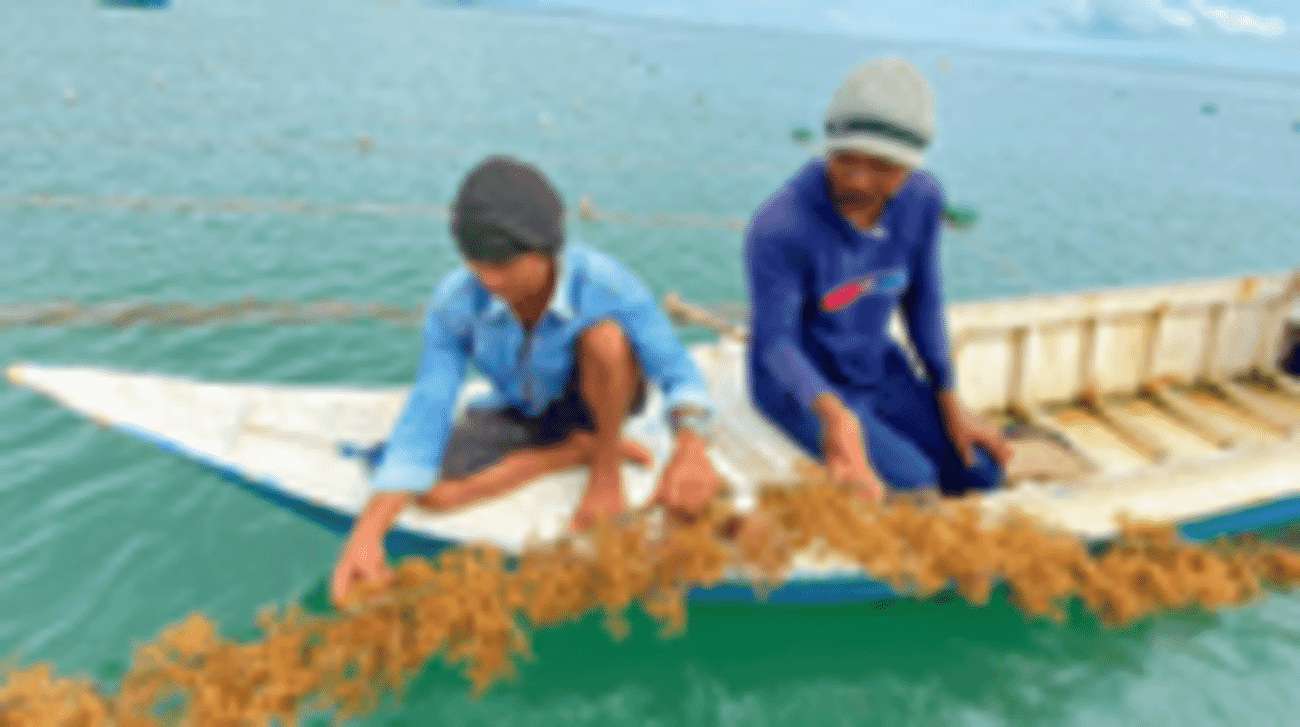 Indonesian seaweed firm lands impact investment deal The Fish Site