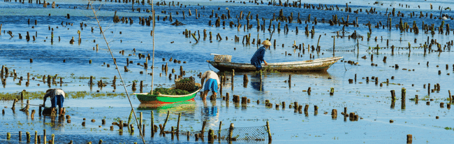 seaweed farmers in Vietnam