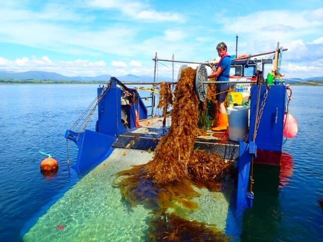 a person on a boat hauling in seaweed