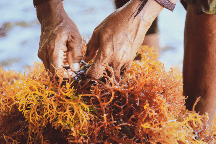 person removing a rope from seaweed