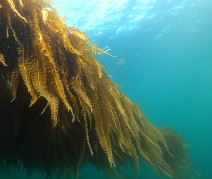 Alga marinha sob a água.