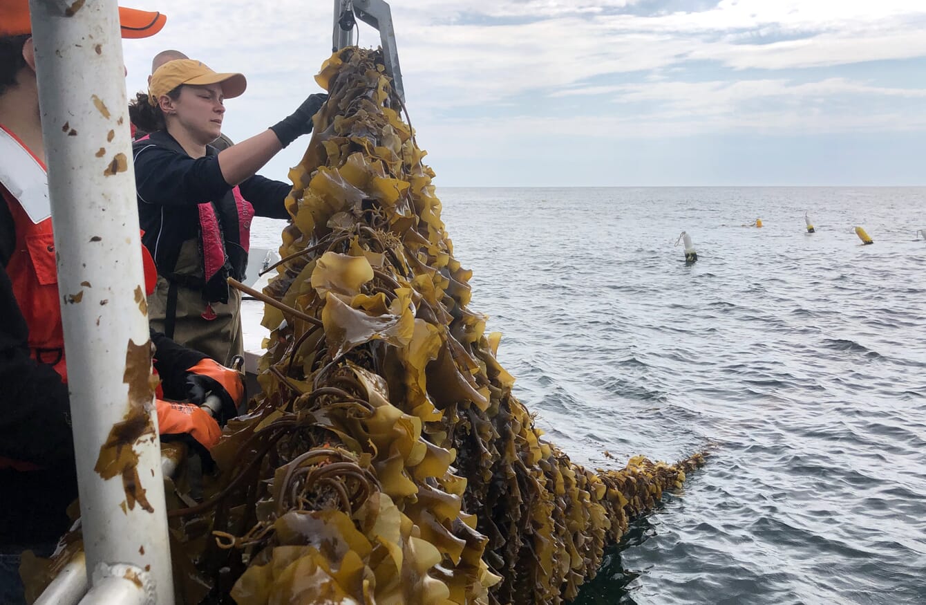 Woman in a boat inspecting seaweed growing on a line