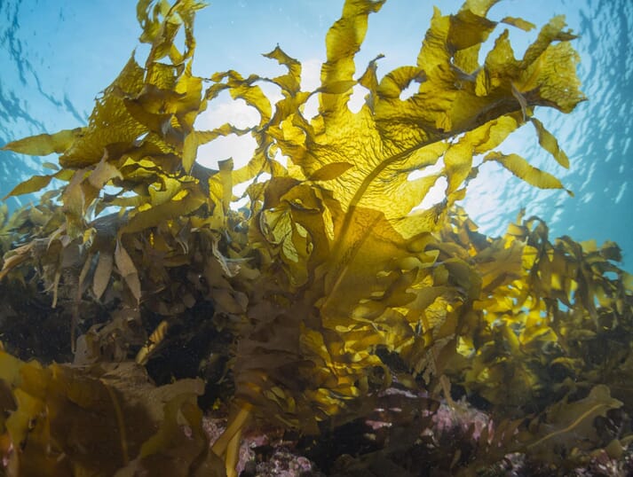 kelp fronds under water