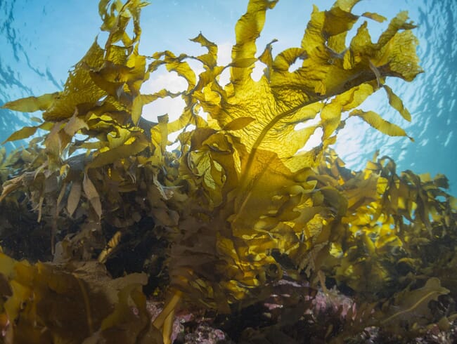 Seaweed underwater