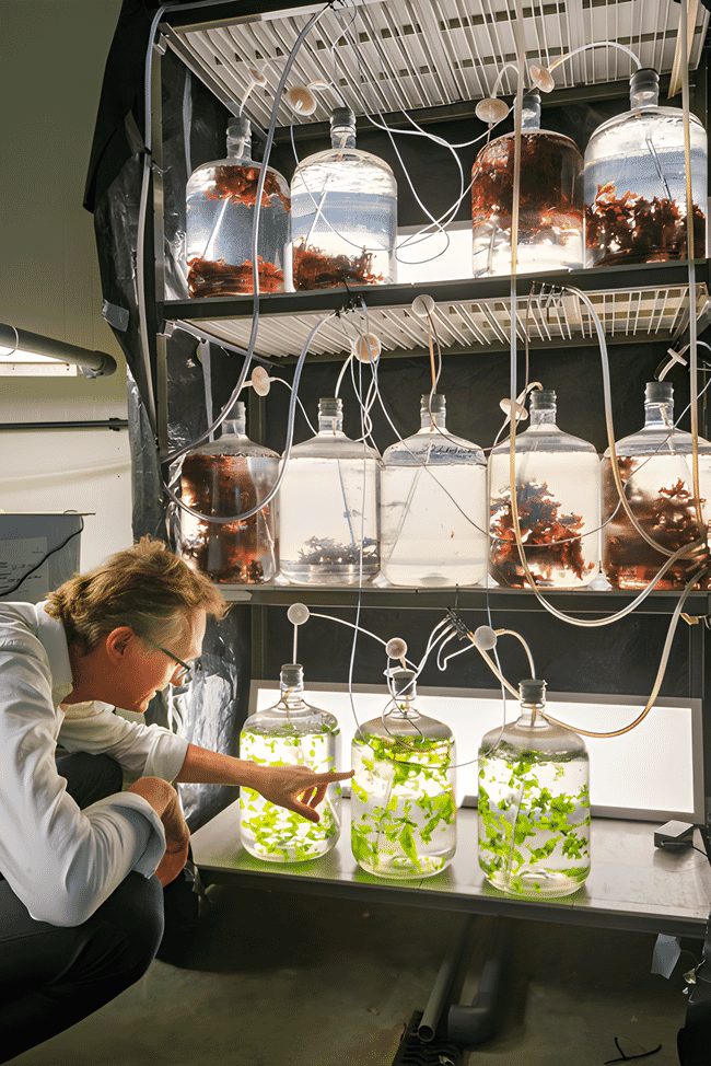 A man examining jars of seaweed.