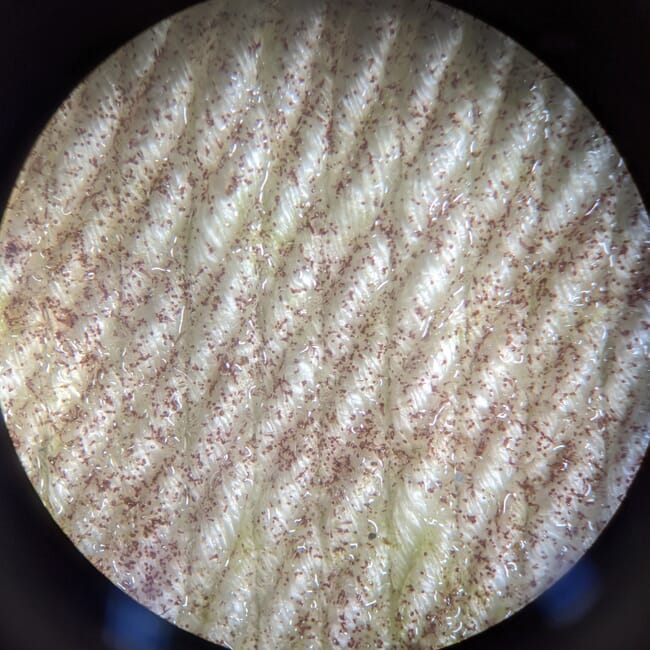 Algas marinhas semeadas em um barbante vistas sob um microscópio
