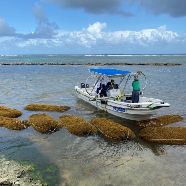 Barco coletando fardos de algas invasoras