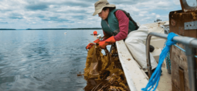 a lady picking seaweed off a rope