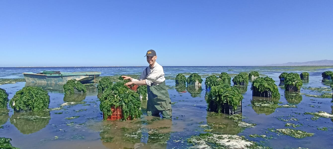 Homem na água colhendo algas marinhas