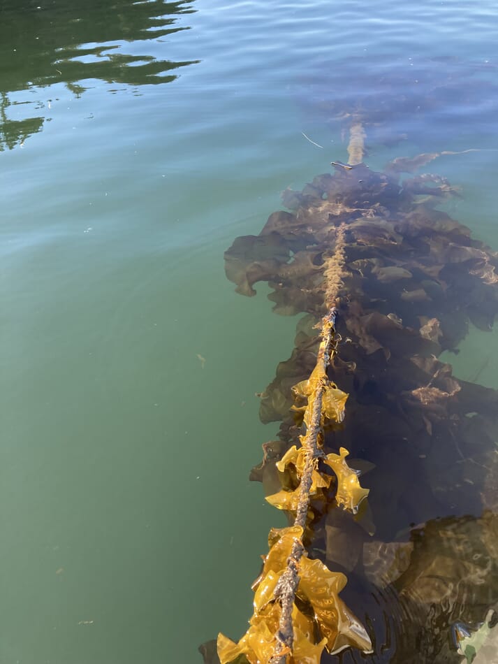 seaweed growing on a rope