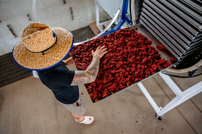 Overhead shot of red seaweed-based feed supplement