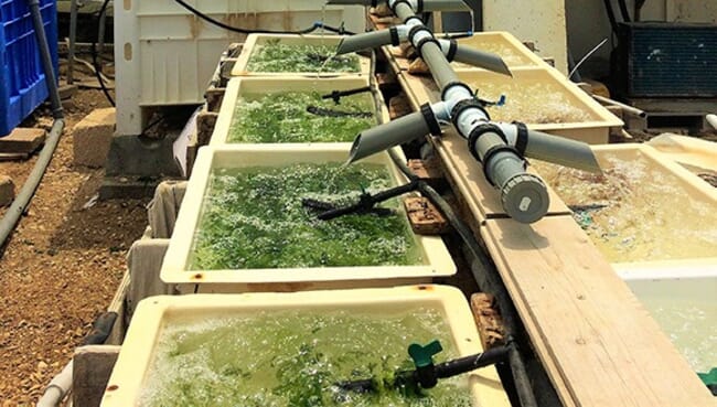 small, land-based aquaculture system