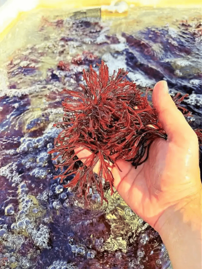 person holding red seaweed in their hand