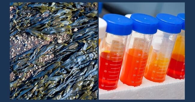 seaweed and fish oil in a test tube