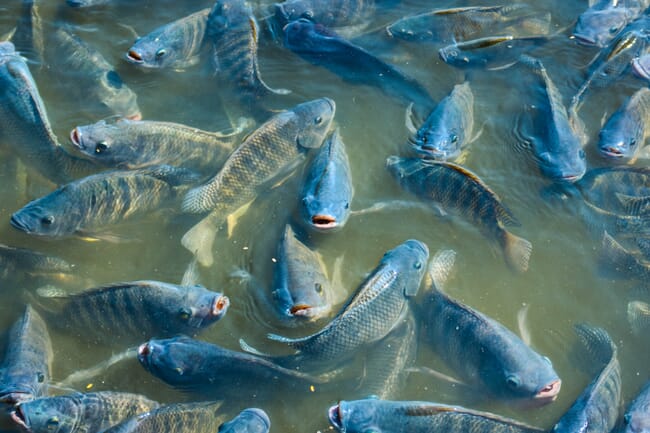 Shoal of tilapia.