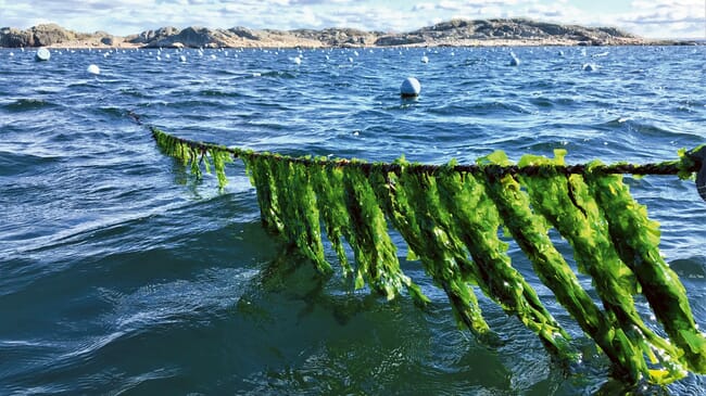 Algas marinhas cultivadas em linha
