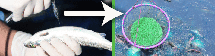 side-by-side image of manually injecting a fish and green feed powder