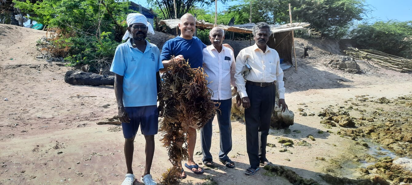 Four seaweed farmers holding farmed seaweed on a beach in India.