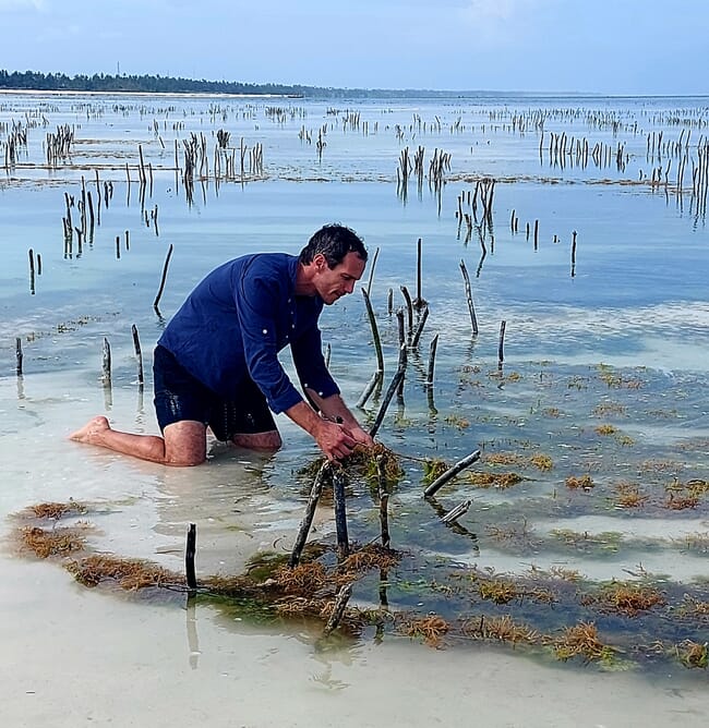 Hombre arrodillado en aguas poco profundas recogiendo algas marinas