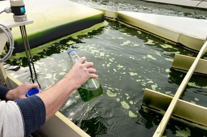 person scooping microalgae out of a tank
