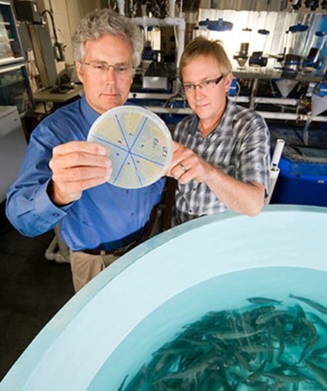 two men examining a petri dish