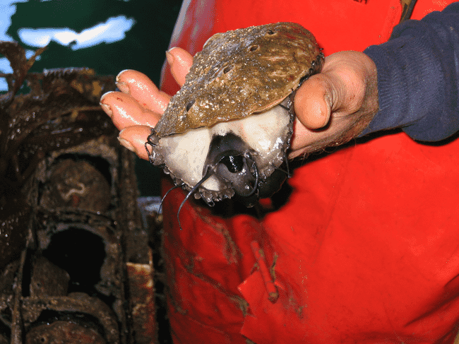 a person holding a large mollusc