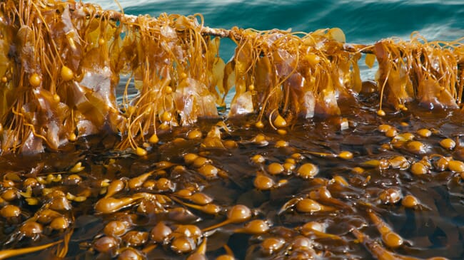 Rope-grown kelp.