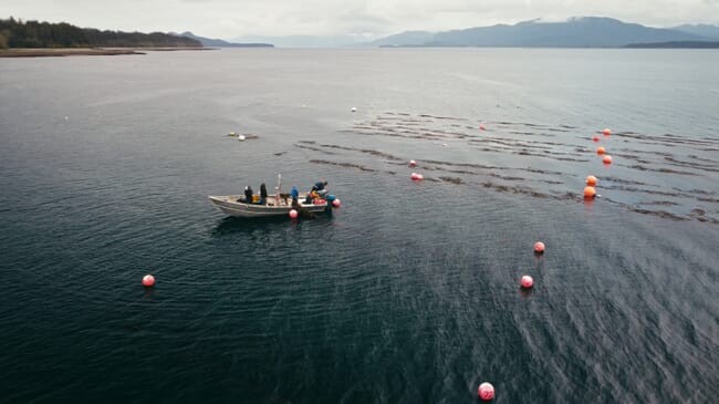 Aerial view of a workboat on a kelp farm.