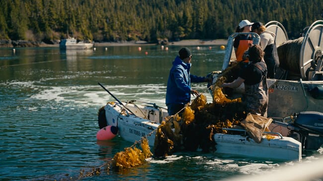 Harvesting line-grown kelp by boat.