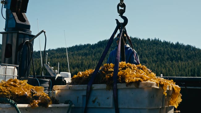 A container of seaweed being lifted onto a boat.