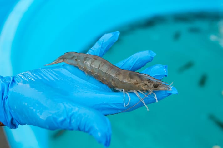 American Penaeid have started exporting their broodstock to shrimp producers all over the world