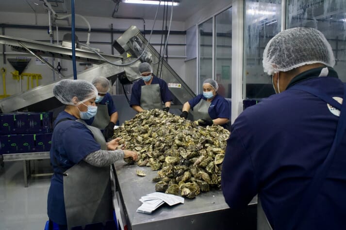 Processing Pacific oysters