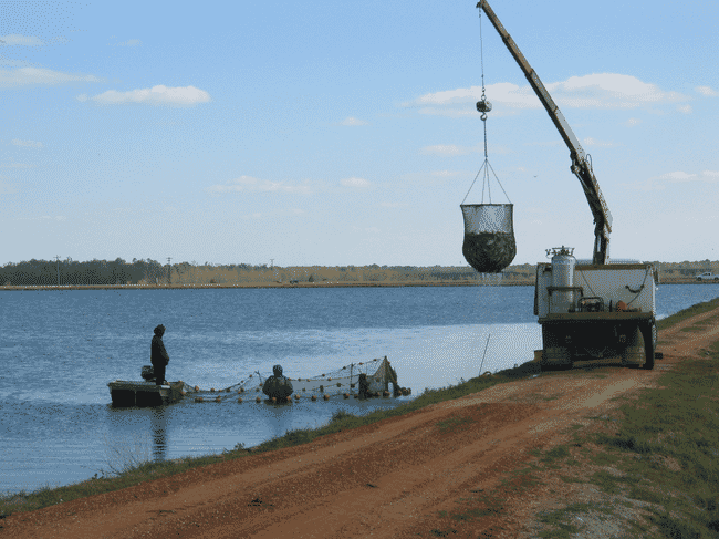 harvesting catfish