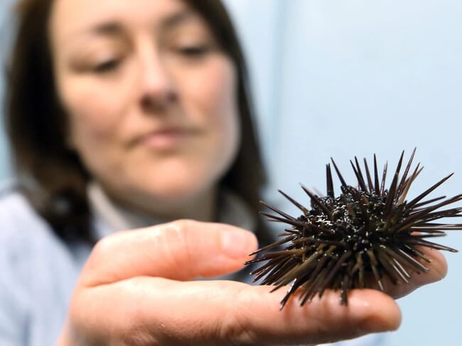 Coleen Suckling with sea urchin.