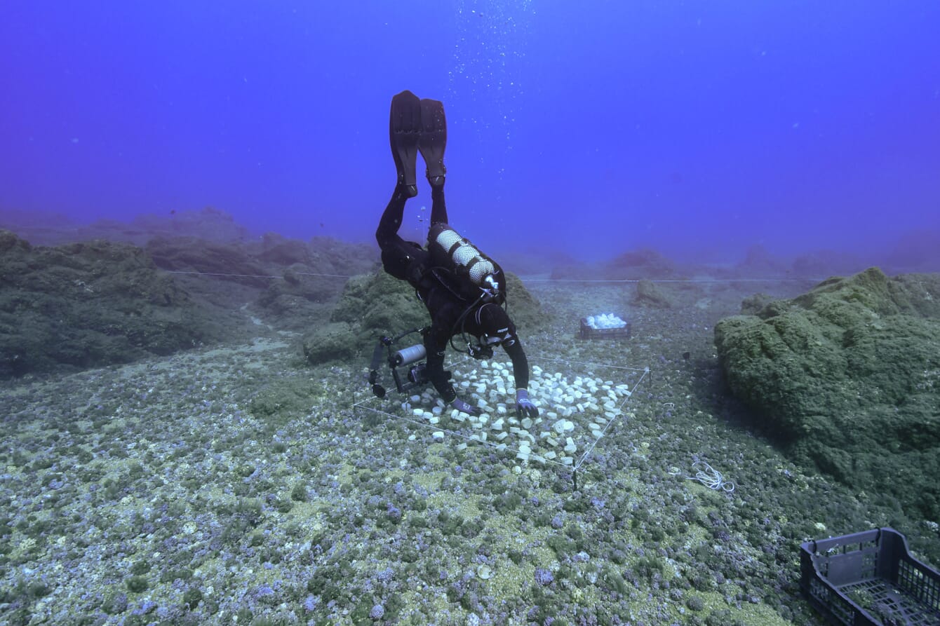 A scuba diver underwater.