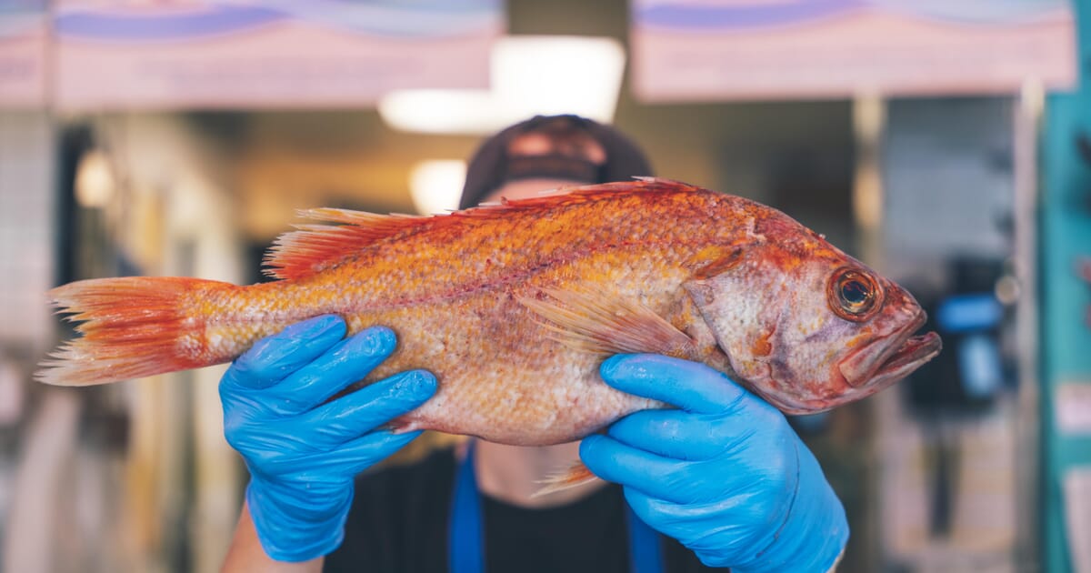 US entrepreneurs invited to develop new products from groundfish