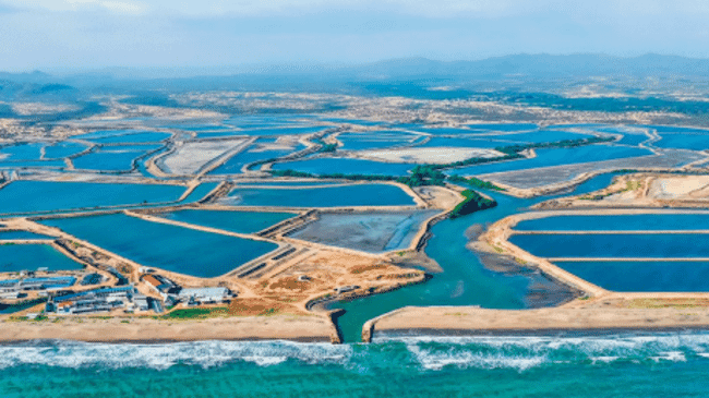 shrimp ponds