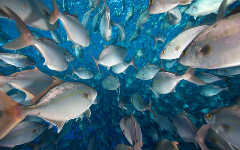 Can land-based RAS overcome its issues? | The Fish Site