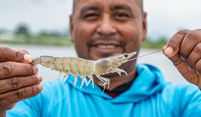 A man holding an adult shrimp.