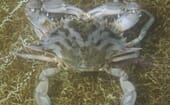 Blue crab broodstock at the Mississipppi Department of Marine Resources' Lyman facility thumbnail